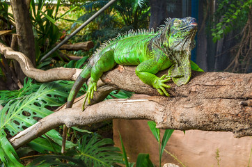 Naklejka na ściany i meble beautiful Iguana sits on tree