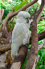White cockatoo on branch sleeping