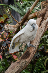 funny White cockatoo on branch