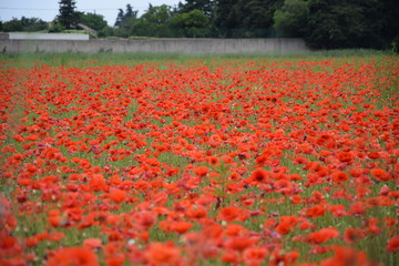 coquelicots, Carpentras