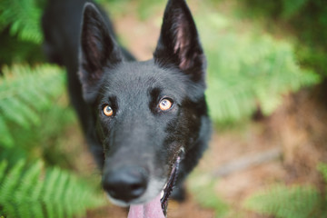 Black Belgian shepherd groenendael portrait