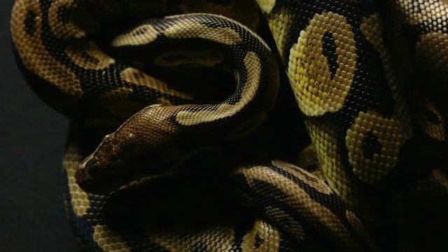 Pattern of royal ball python's snakeskin