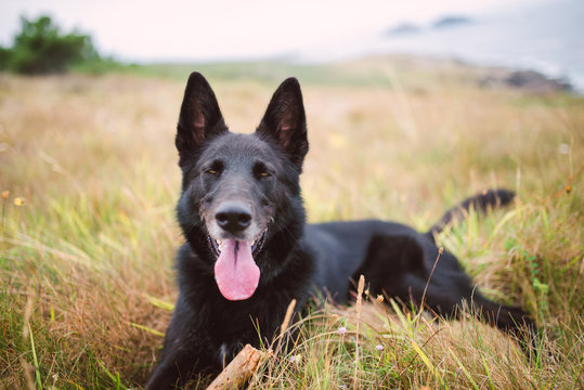 Belgian shepherd dog lying in the field