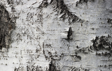 white birch bark close-up, texture, background