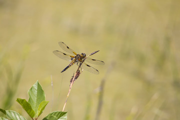 Four-spotted dragonfly Libellula quadrimaculata sits  on a blade of grass