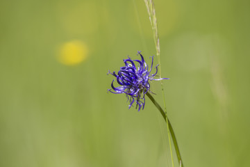 Blossom of a rare spherical devil's claw