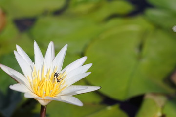 Macro photo of lotus flower with bees it may be designs to your design graphic