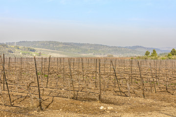 Fototapeta na wymiar Dry wood vineyard at winter with bare ground in Neve Shalom Israel with hills on background and blue sky