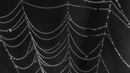 Fototapeta premium Water droplets on web