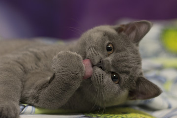 Kitten licks foot