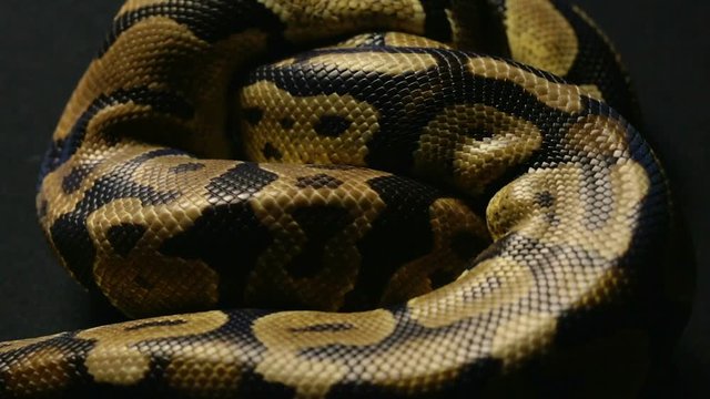 Texture of royal python's snakeskin
