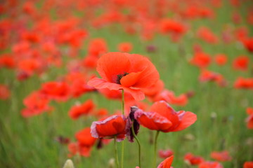 coquelicots, Carpentras