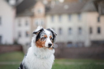 Obedient dog on the street, Europe, old city. Australian Shepherd