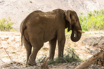 Eléphant du désert