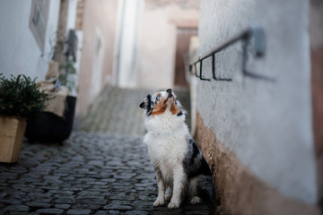 Obedient dog on the street, Europe, old city. Australian Shepherd