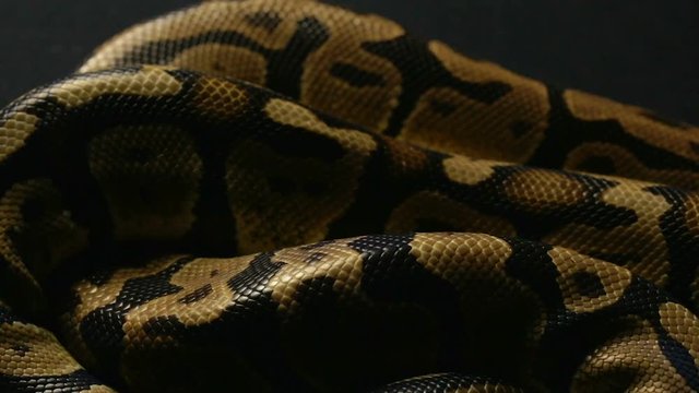 Texture of royal ball python's snakeskin