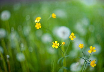 Spring yellow flowers on a blurred background with dandelions