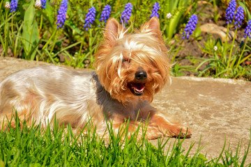 A young Yorkshire terrier lies on a path in the park, along the path grow blue muscari