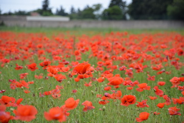 coquelicots, Carpentras