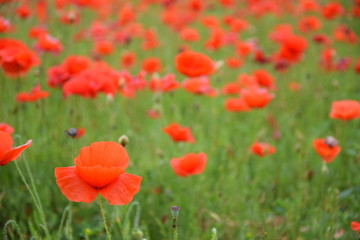 Fototapeta premium coquelicots, Carpentras