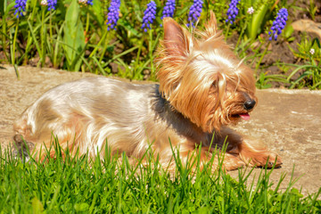 A young Yorkshire terrier lies on a path in the park, along the path grow blue muscari
