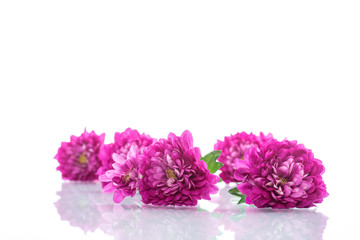 Obraz na płótnie Canvas bouquet of beautiful chrysanthemums