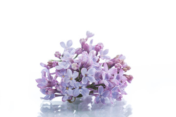 Obraz premium branch of blossoming spring lilac