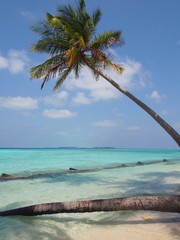 Palm Tree and Beach !