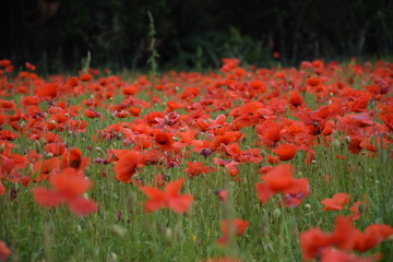 Obraz premium coquelicots, Carpentras
