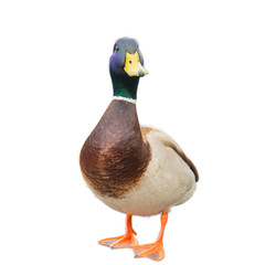 male mallard duck on white background with work paths