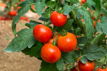 Red tomato growing in a plastic tunnel 