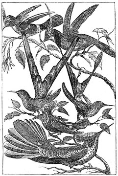 Hummingbirds (from Das Heller-Magazin, May 24, 1834)