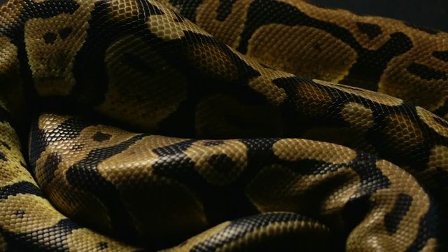 Background of royal python's snakeskin