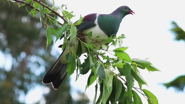 New Zealand Wood Pigeon, Endangered Native Bird Species Eating Leaves Off Tree.