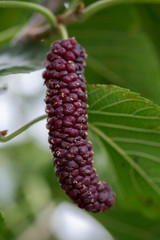 Pakistan or Long mulberries on a branch