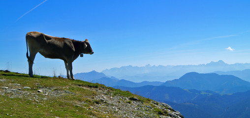 Alpenkuh