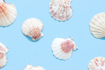 Seashells on blue Background. 