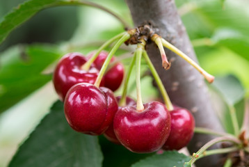 Closeup of organic red ripe cherries growing on branch