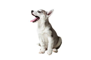 Puppy Siberian husky black and white with blue eyes on white background