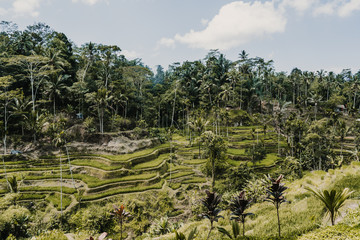 Fototapeta na wymiar Lovely view of the rice terrace in Bali, Indonesia. Sunny, relaxed day in Tegalalang. Travel photograph. Lifestyle.