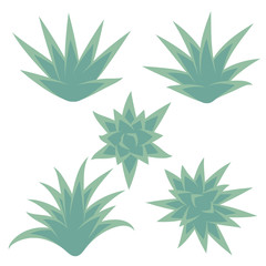 Set of succulent plant, bush, flower isolated on white background. Vector illustration.