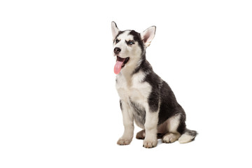 Puppy Siberian husky black and white with blue eyes on white background