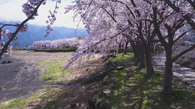 Sakura cherry trees at fuji five lakes, kawaguchiko on beautiful day.