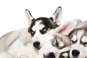 Cute Siberian husky puppies on white background.