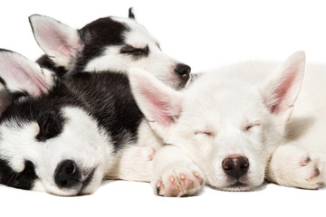 Cute Siberian husky puppies on white background.