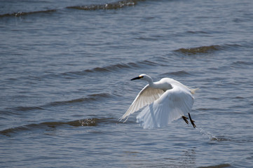 飛び立つコサギ