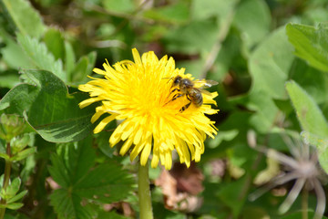 Abeille sur une fleur de pissenlit, polinisateur sur Dent de Lion, Printemps en Alsace, France 