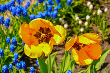 Obraz premium Yellow tulip close-up front view