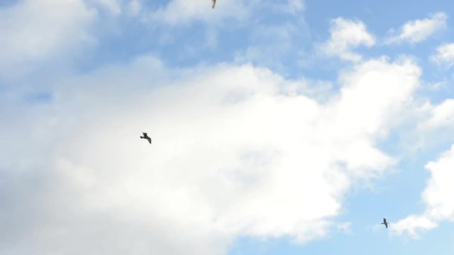 Seagulls flying with clouds, background