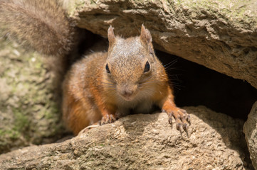 岩場から顔を出すニホンリス